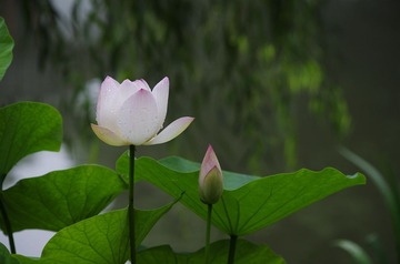 _IGP7994_