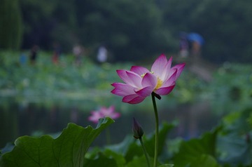 _IGP8624_