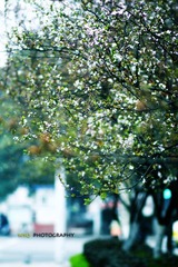 在路上。水果湖1