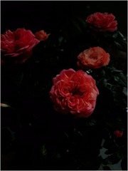 E7A1270B-F8BC-470B-9233-FFE4E216D90D/L0/001