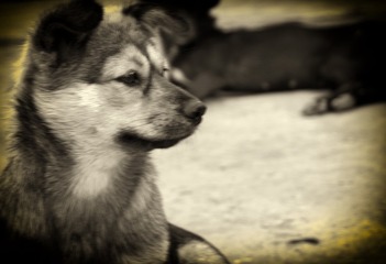 _DSC0222