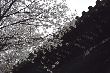 73629C07-03A6-4EFB-BDE1-3D935078DFF2/L0/001