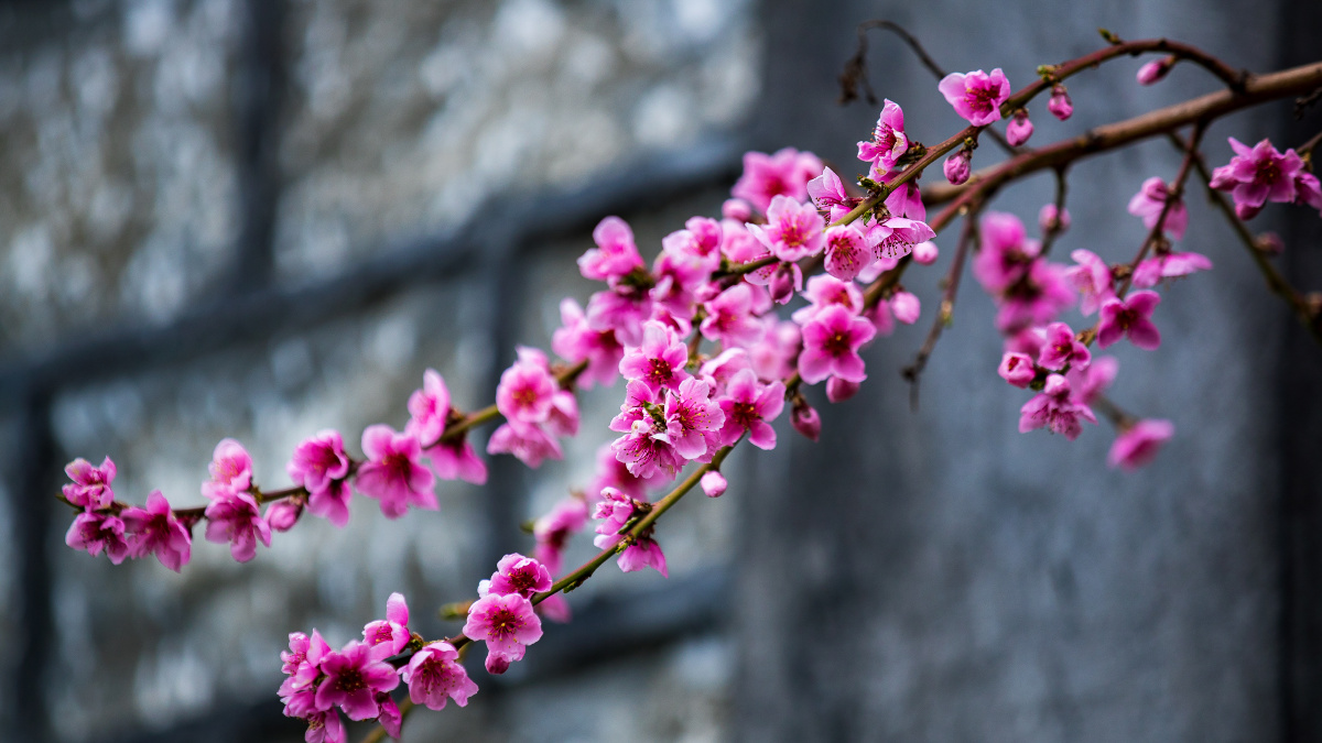 桃花出墙分外红