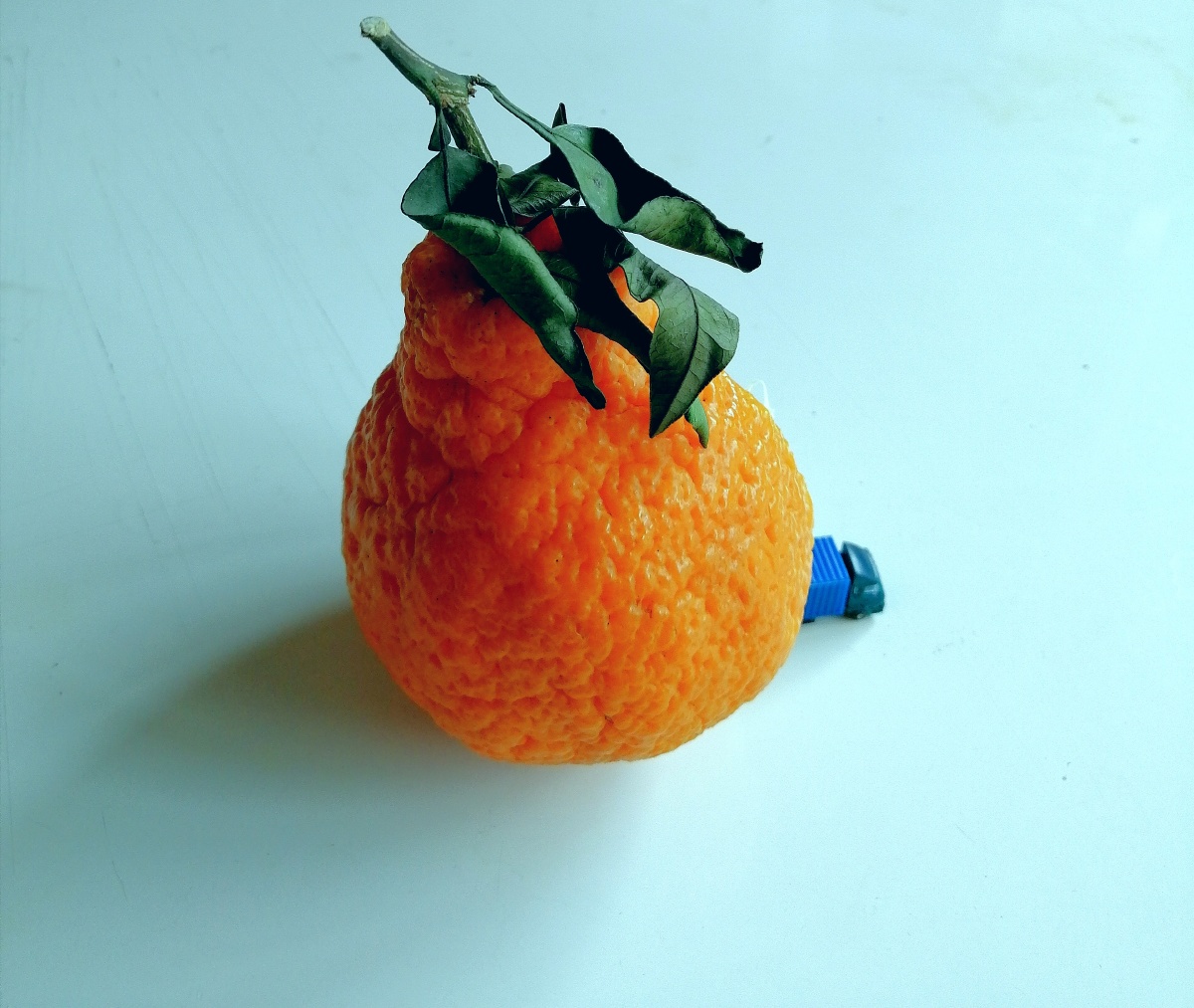 水果丑橘创意摄影