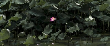 DSC00564-Pano-1-1a