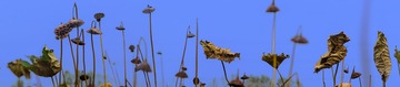 DSC03293-Panob