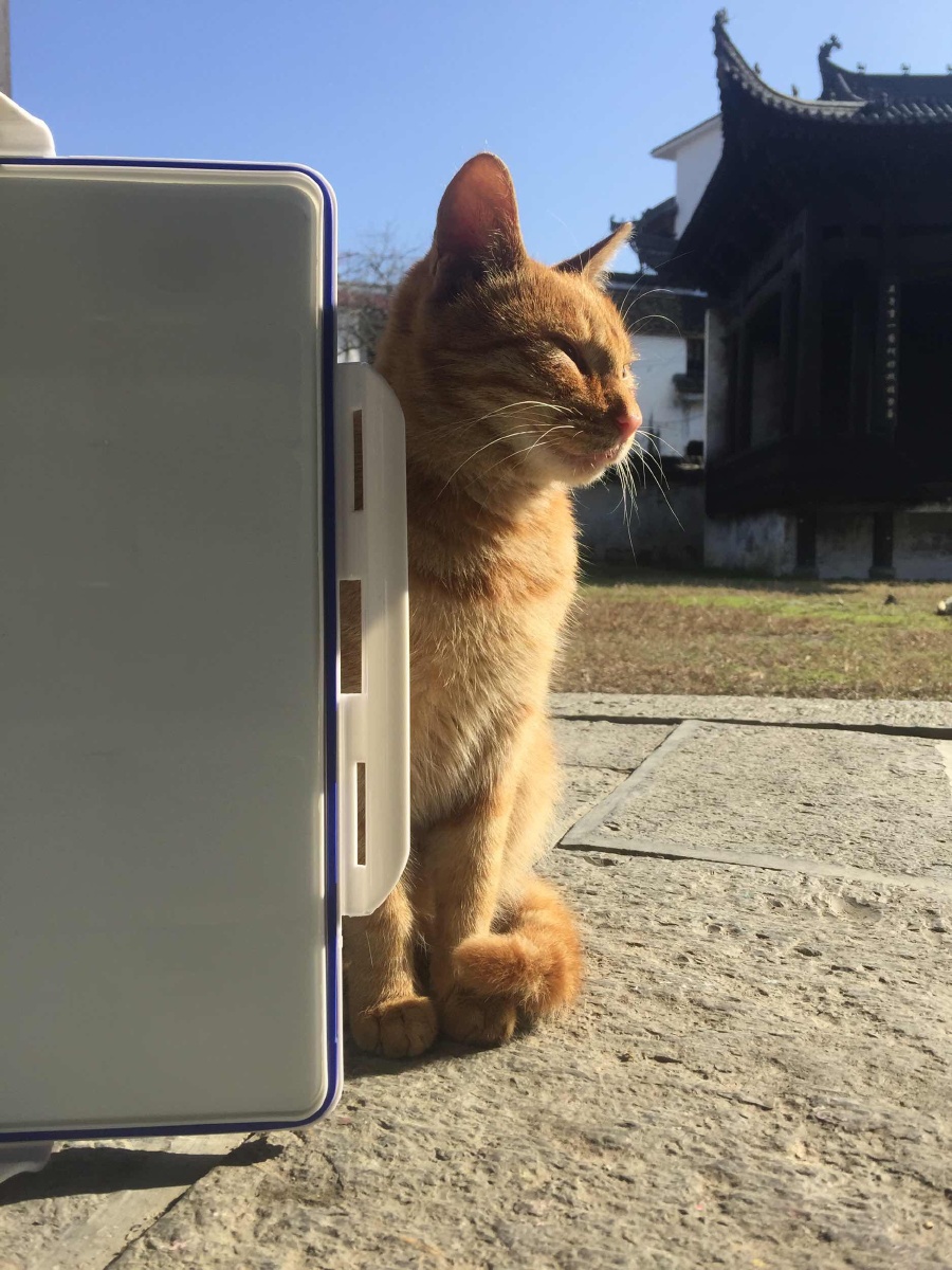怎么给宠物猫驱虫
