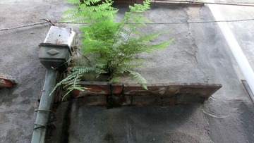 CIMG0531.JPG