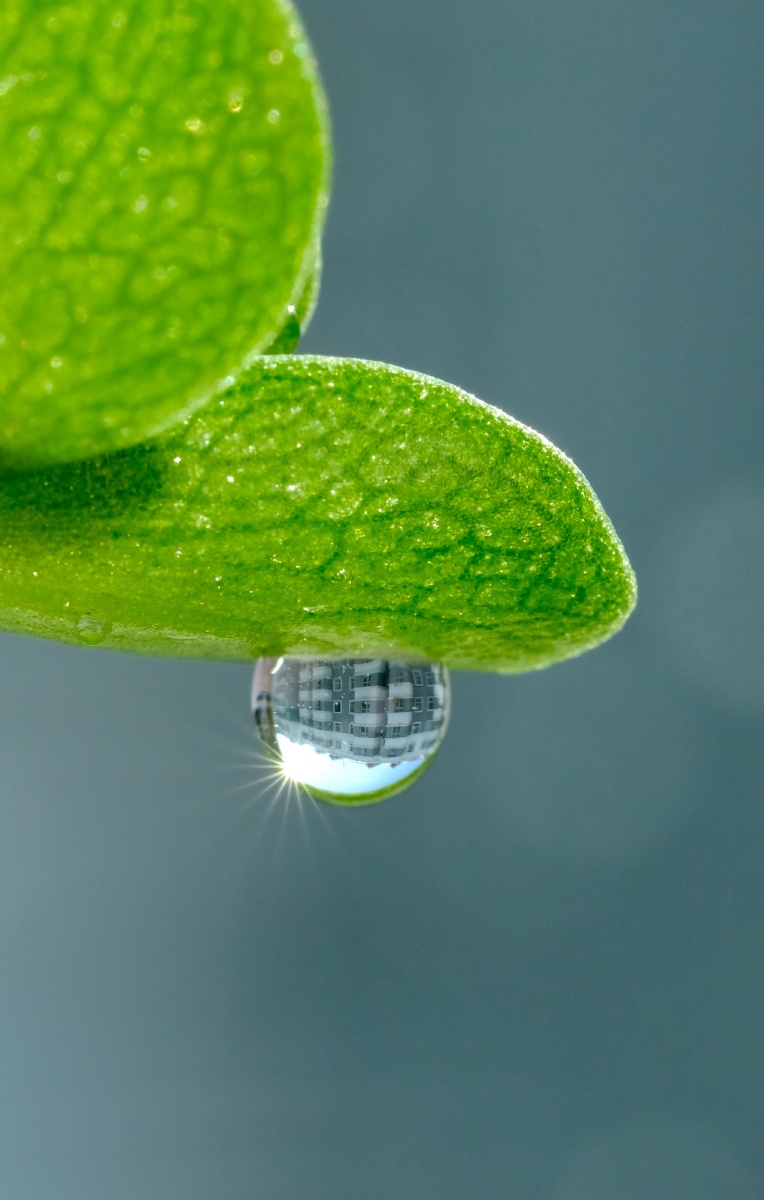 浇浇水,多肉植物上便有了一滴水珠 - james642 - 图虫