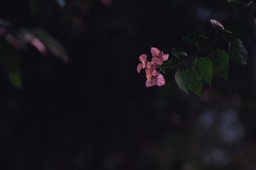 _DSF0071_1