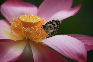 蝶恋花