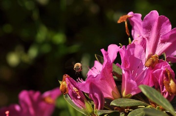 蜂.花