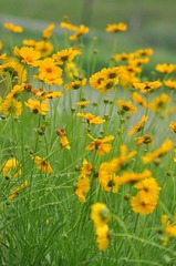 那些花