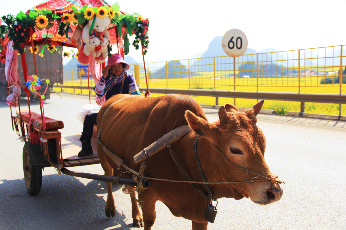用牛车拉游客赚钱