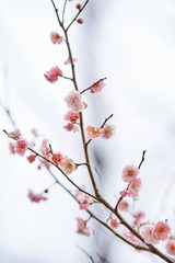 474A2D39-8C19-47A6-952B-C41EB4D2D4D4/L0/001