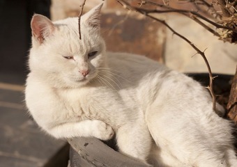 客栈的猫