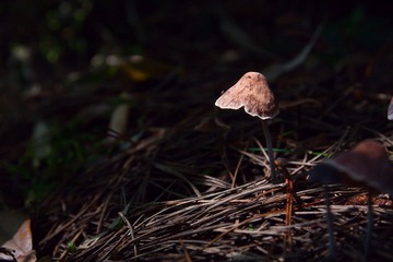_MG_1085.jpg