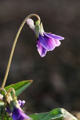 IMG_0874紫花地丁.JPG