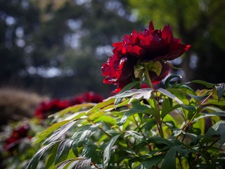 _MG_1581.jpg