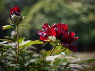 _MG_1597.jpg