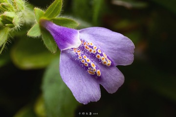_MG_1664.jpg