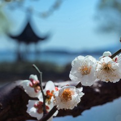 鱼庄梅影