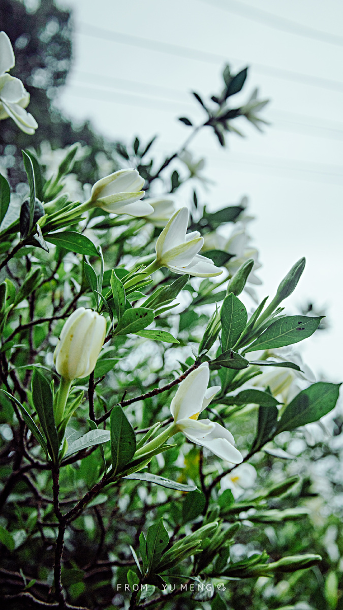 单瓣栀子花可窨制栀子花茶味道香幽而不高调