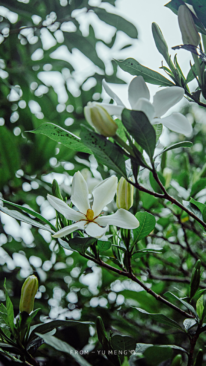 单瓣栀子花可窨制栀子花茶味道香幽而不高调