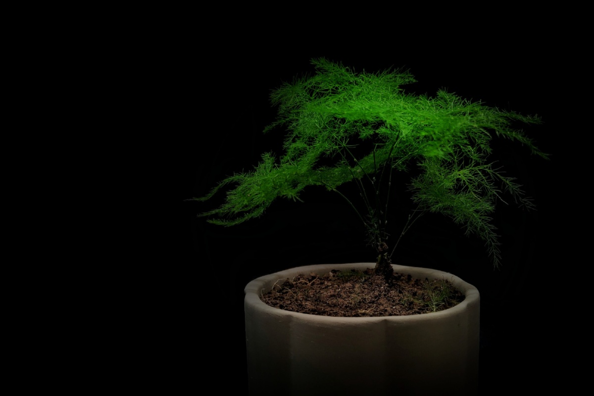 文竹- 哲-zazy - 图虫网 - 优质摄影师交流社区