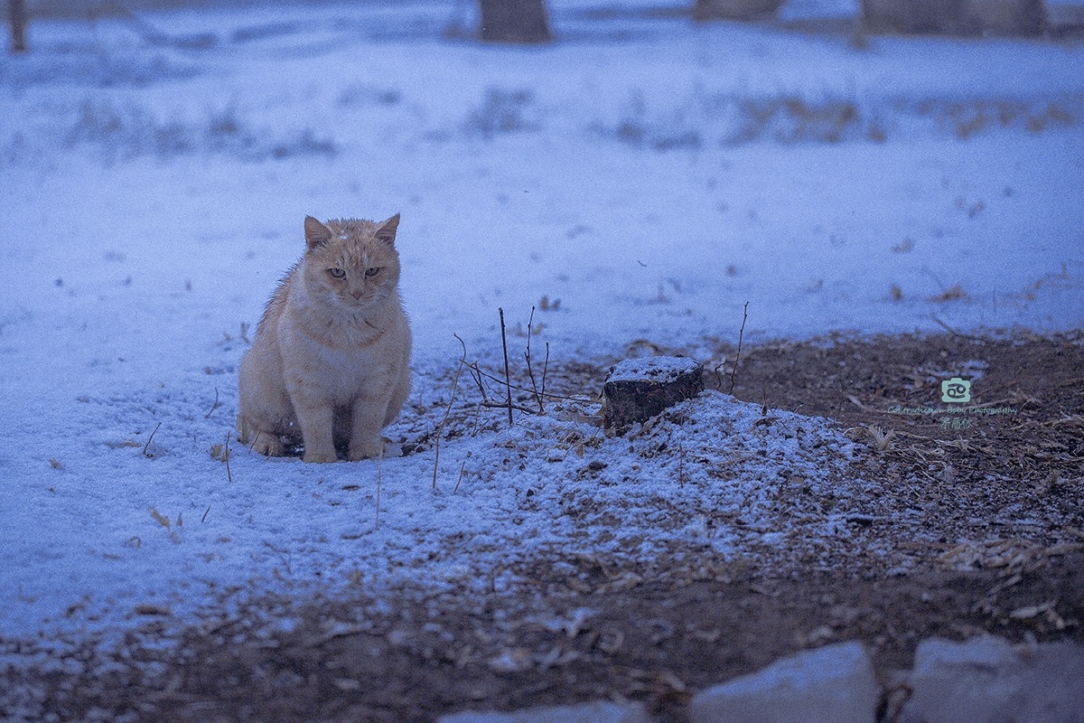 雪中猫
