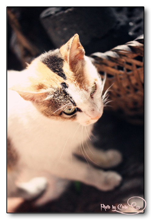 喵呜~猫猫系列. - 陈楚倩cinbe-meow