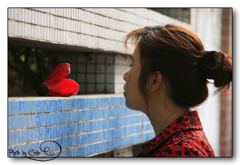 凝望。<br />
一朵落红。落在小学围墙上。一位家长凝望着里面。最后把木棉递给了里面的孩子。