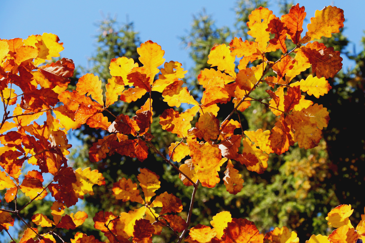 又是一年楸叶红