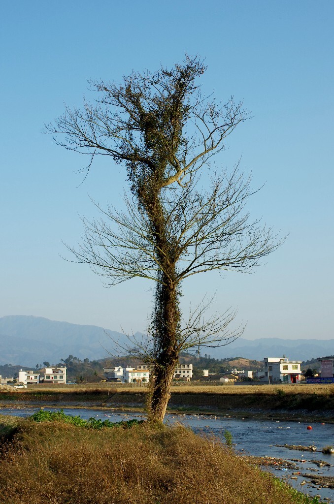 这是一棵孤独的树<br />
我觉得<br />
 <br />
它生长在河岸边上<br />
从我第一次见到它就是这个样子<br />
不过咋一看一定是经历过风雨<br />
因为它一直这么生长着<br />
自由并孤独