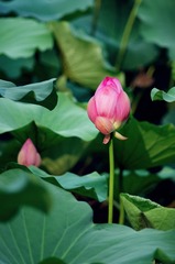 生如夏花