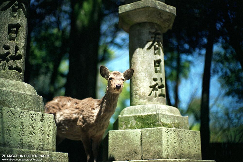 上洛记——奈良、京都<br />
Reala100