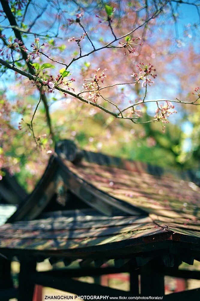 上洛记——奈良、京都<br />
Reala100