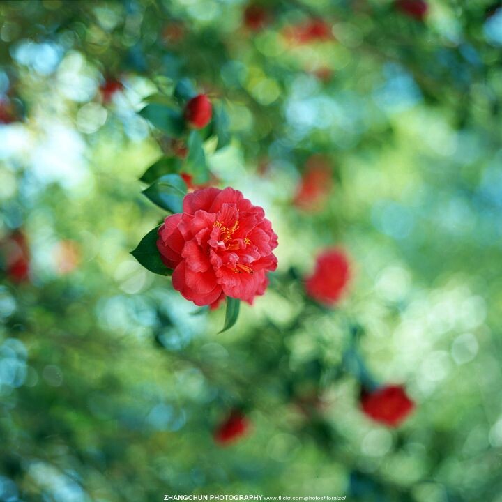 上洛记——Fujicolor CN120（expired in 2010）