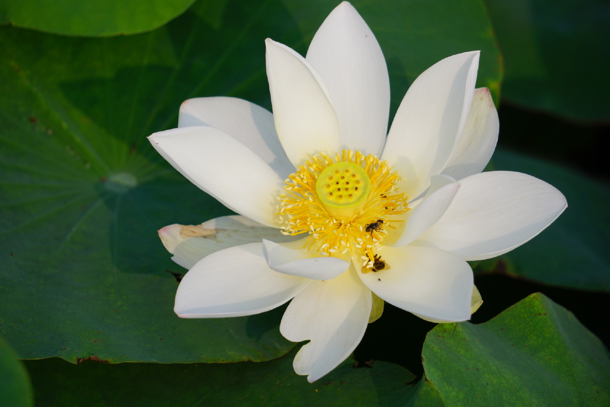 老家荷塘里这株娇艳的白荷清新自然,是否在炎炎夏日给你带来一丝凉爽