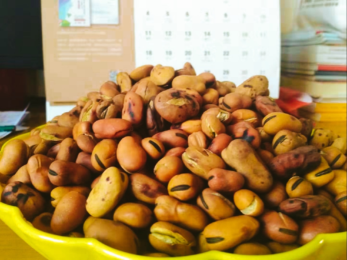 农历二月二的炒大豆