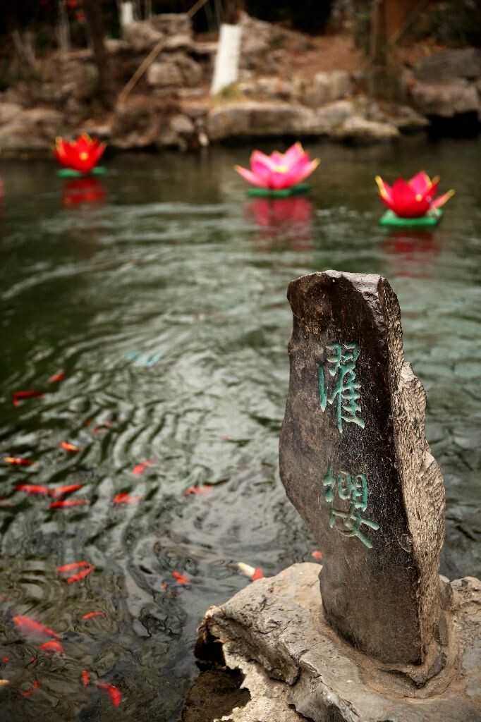 随手一拍的小泉，在济南很常见