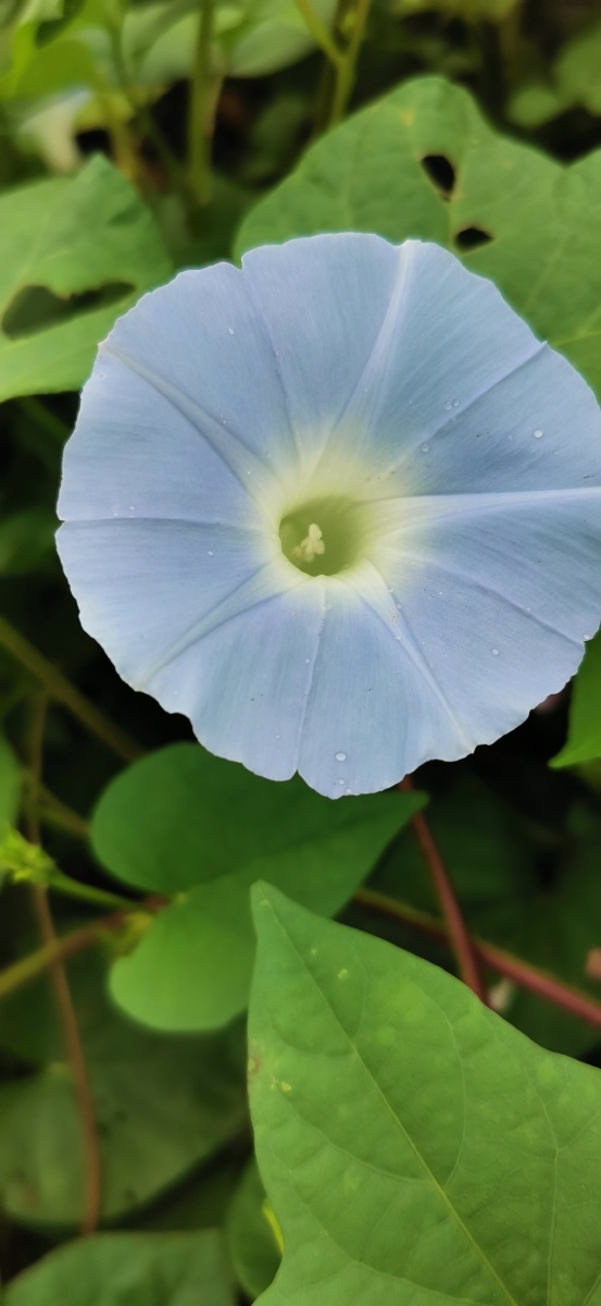 浅蓝色牵牛花