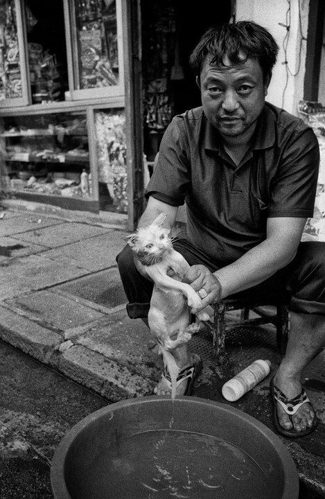 洗浴的猫<br />
