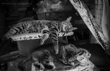 酣睡的猫