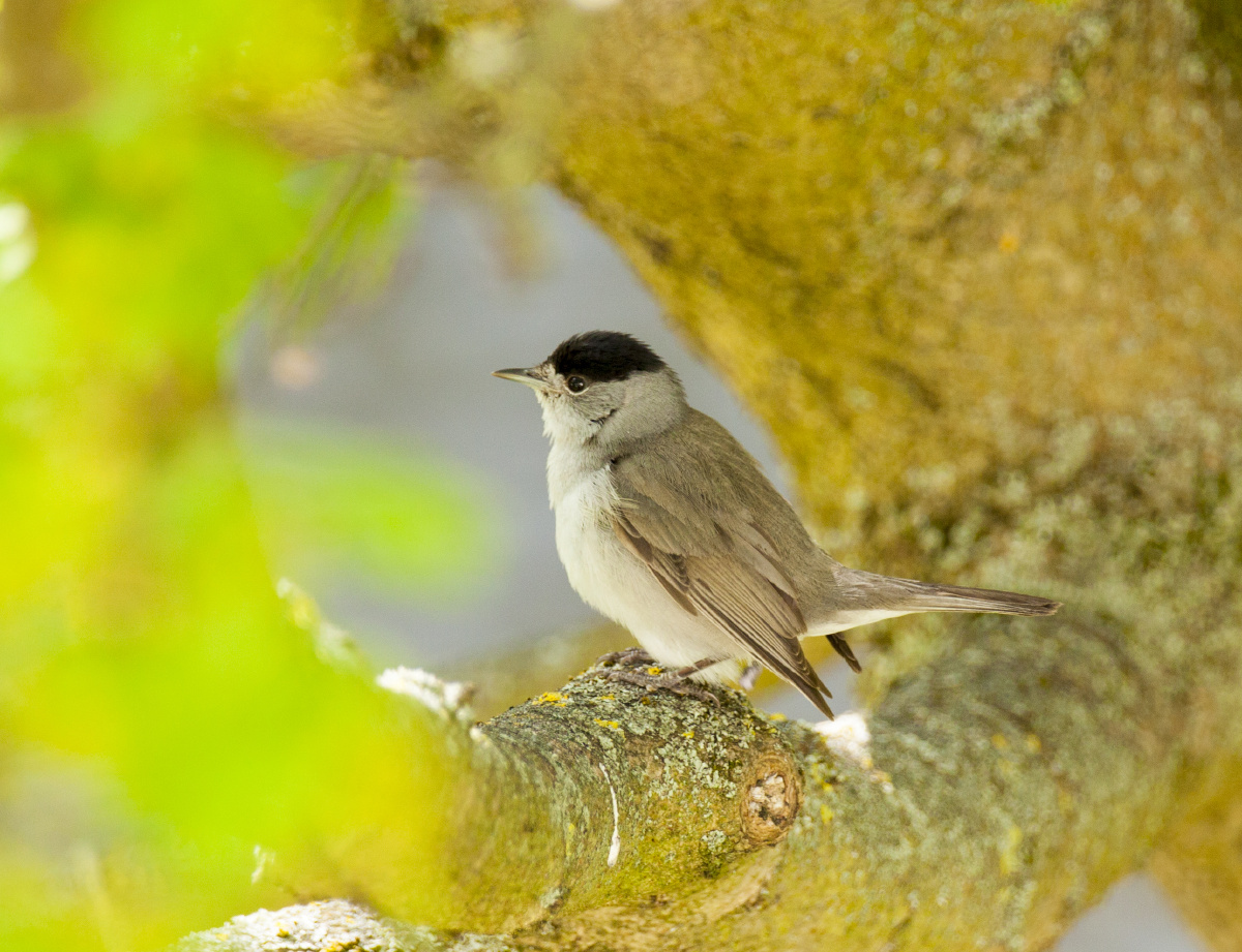 柏林的小鸟种类繁多