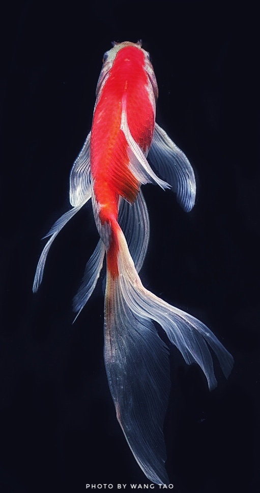 金鱼
