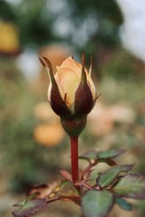 96C88AB6-DA61-4760-A35D-547588BB50B7/L0/001