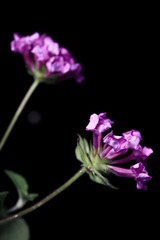 39FBF1E5-1725-483B-A9D9-0F21FDD065DC/L0/001