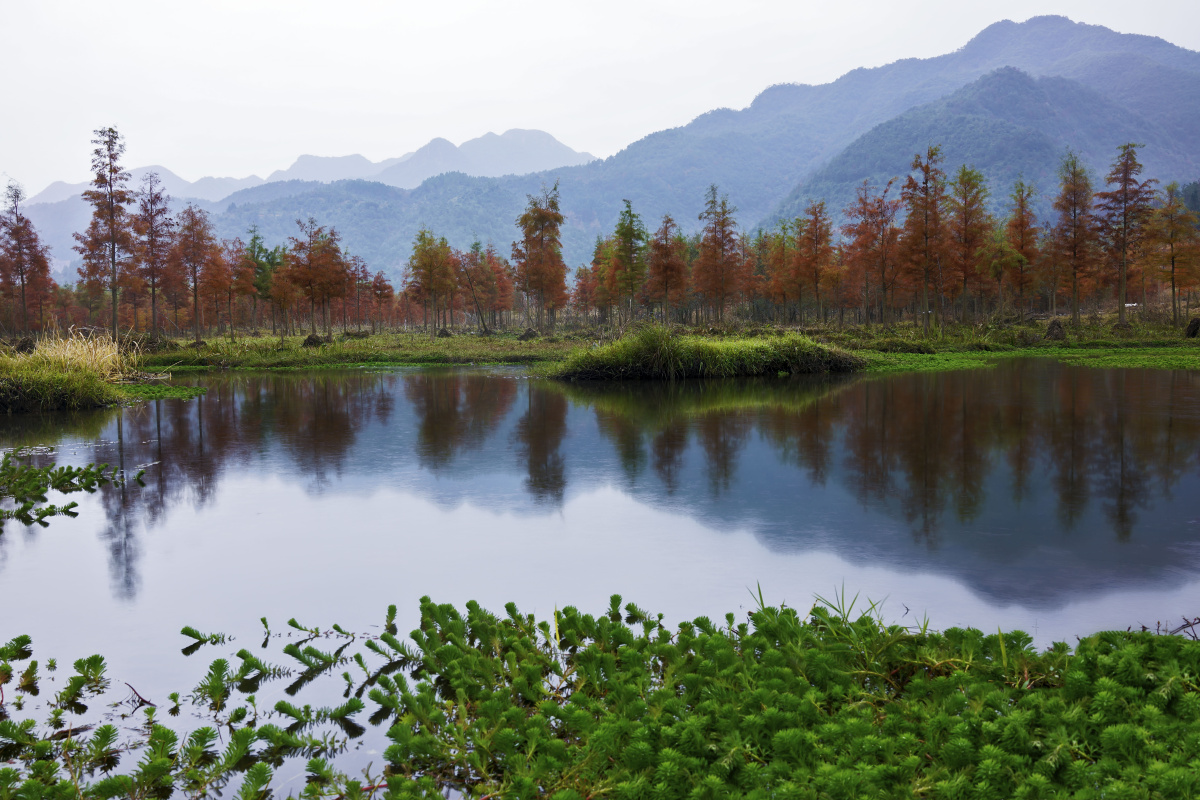 浙江临海的红杉林