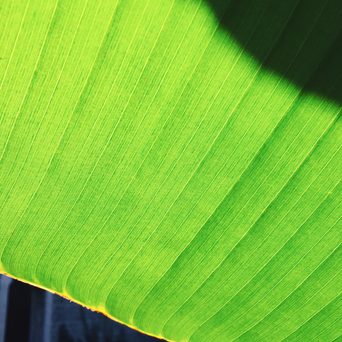 芭蕉叶纹路